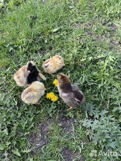 Цыплята подрощенные домашние
