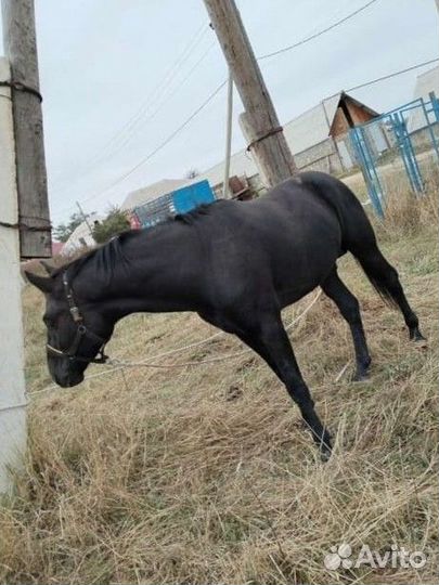 Карачаевский жеребец