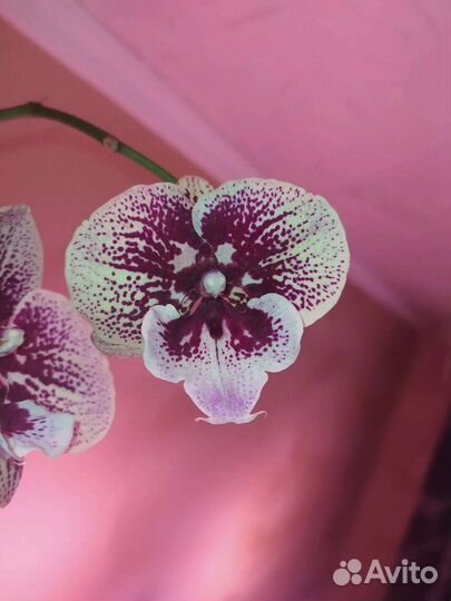 Орхидея фаленопсис биг лип Sally