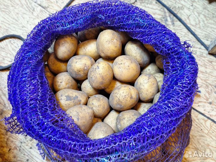 Картофель семенной Адретта желтый, Алена,Азово