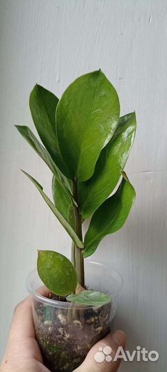 Доллар. Дерево, фикус Бенджамина