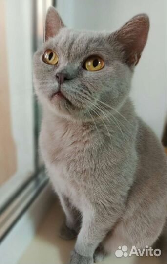 Кошка в дар