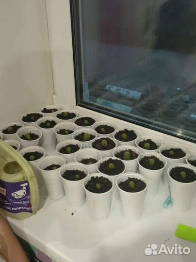 Поменяюсь на другой сорт