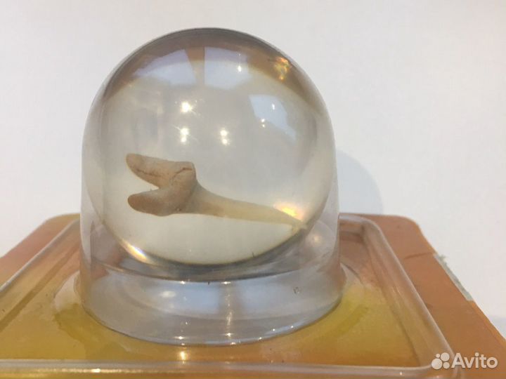 Зуб акулы в шаре стеклянном, новый