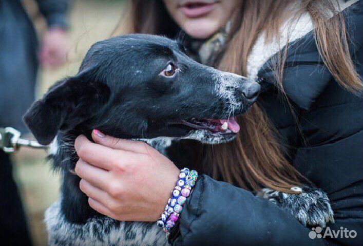 Милая собачка в дар