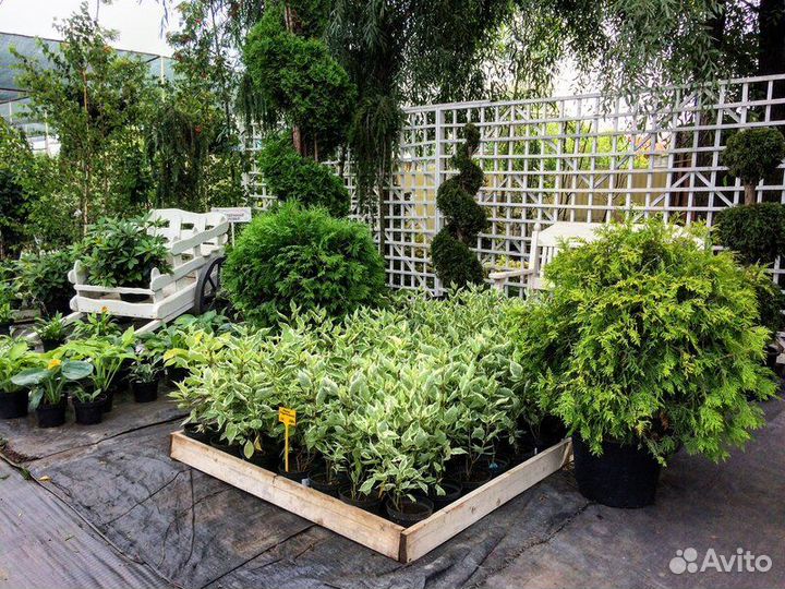 Хвойные деревья и кустарники