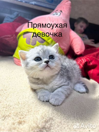 Шотландские котята