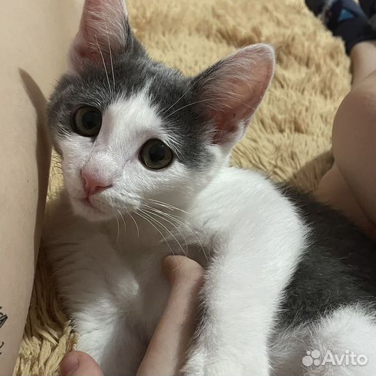 Домашние животные