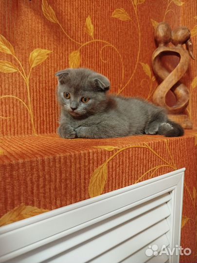 Шотландская вислоухая