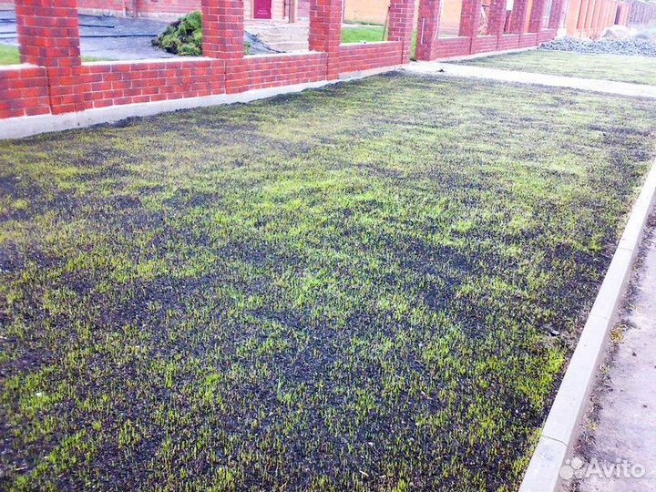 Посевной газон, посев газона