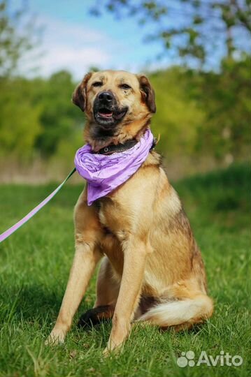 Молодая Рейчел ищет дом