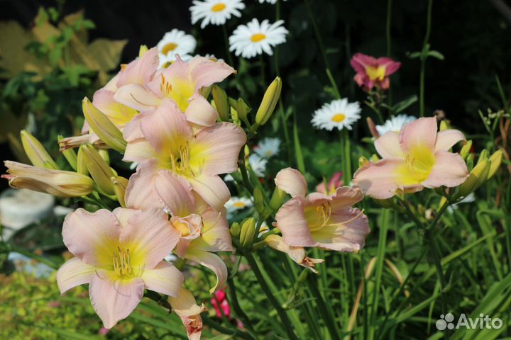 Многолетние садовые растения