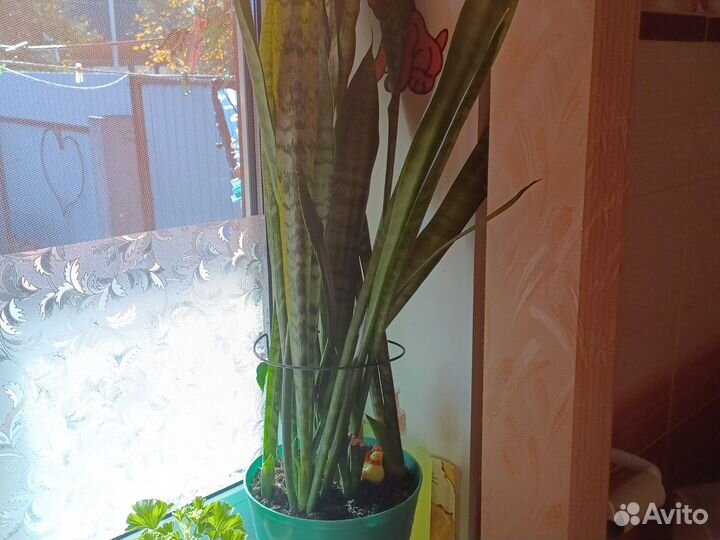 Сансевиерия щучий хвост