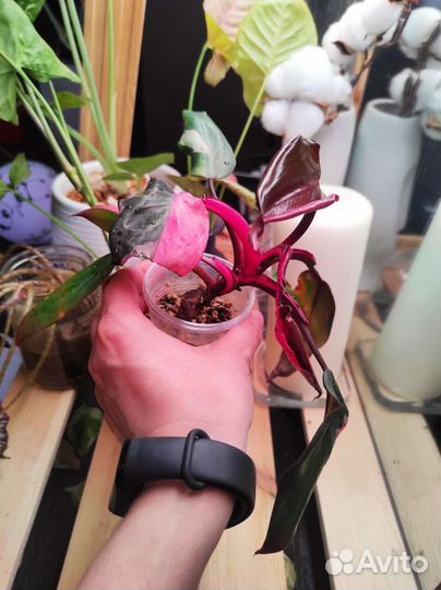 Филодендрон розовая принцесса