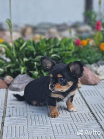 Щенки чихуахуа длинношерстные