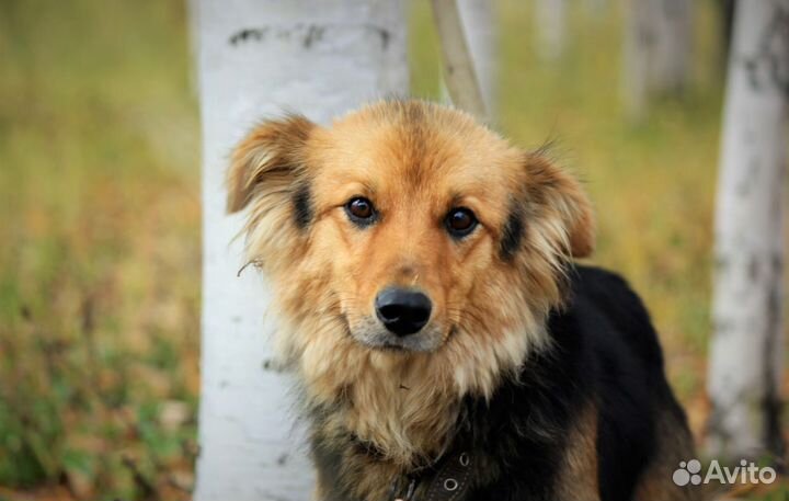 Алиса ищет дом