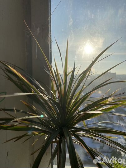 Большая красивая пальма