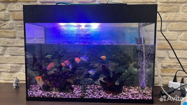 Аквариум с рыбками