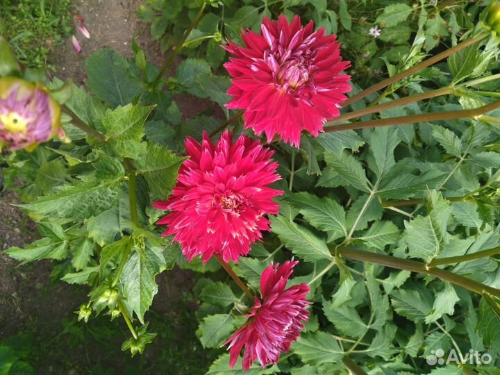 Георгины клубни