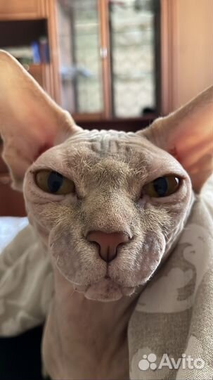 Канадский сфинкс