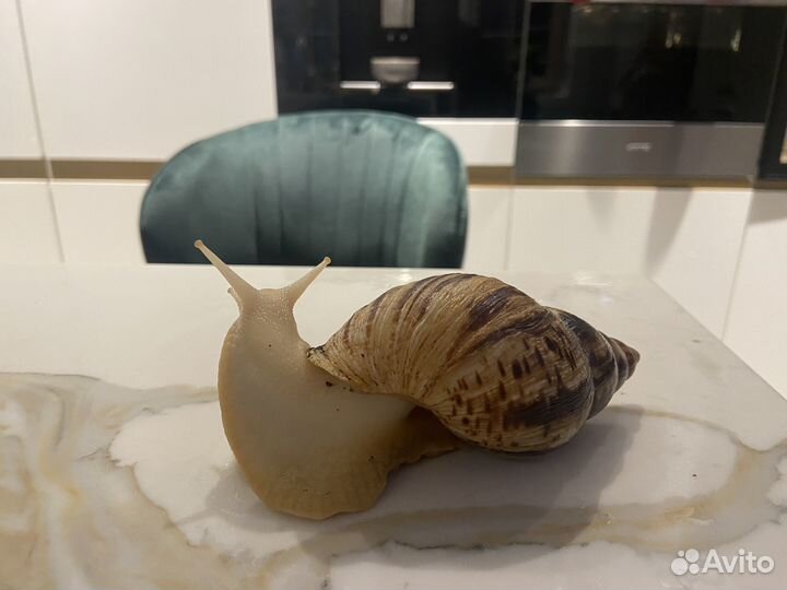 Улитка ахатина