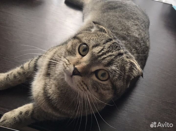 Шотландский кот вязка