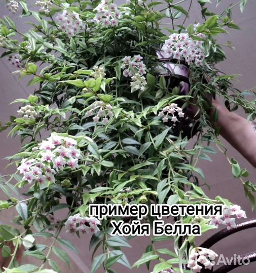 Хойя, филодендрон атом, бегония,фиалка