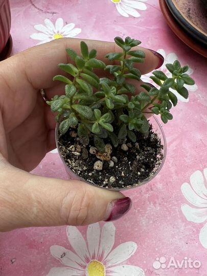 Суккуленты