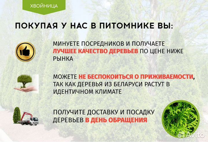Туи в ассортименте: Колумна, Брабант, Смарагд