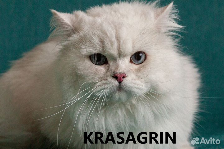 Британский, длинношерстный кот на вязку