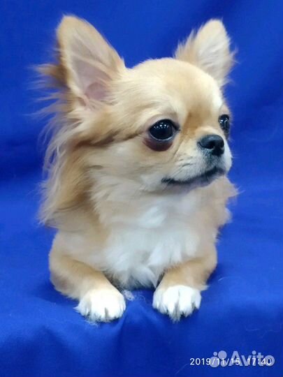 Женихи чихуахуа