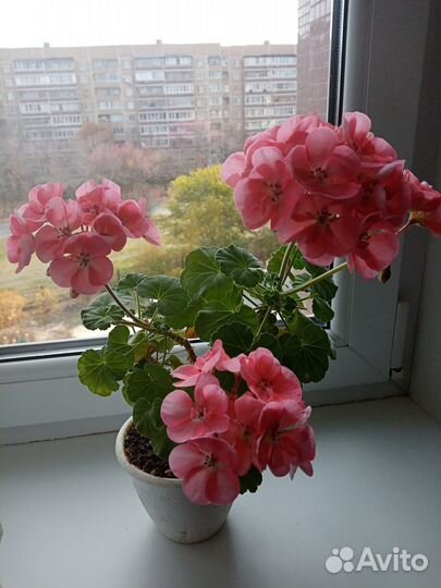 Герани сортовые розебудные много