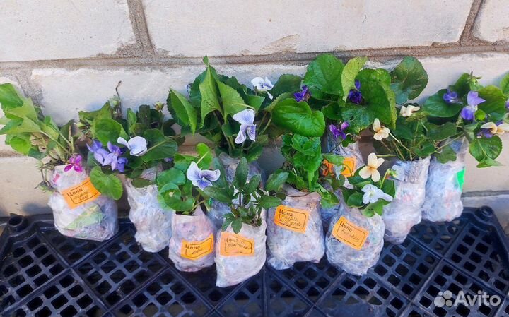 Фиалка садовая, виола, саженцы