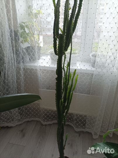 Кактус молочай