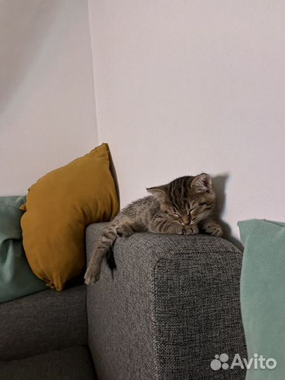 Шотланский котенок