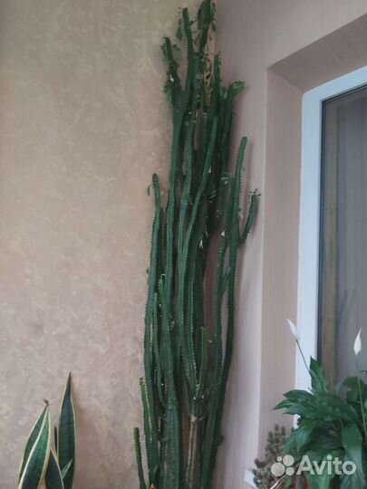 Молочай трёхгранный эуфорбия