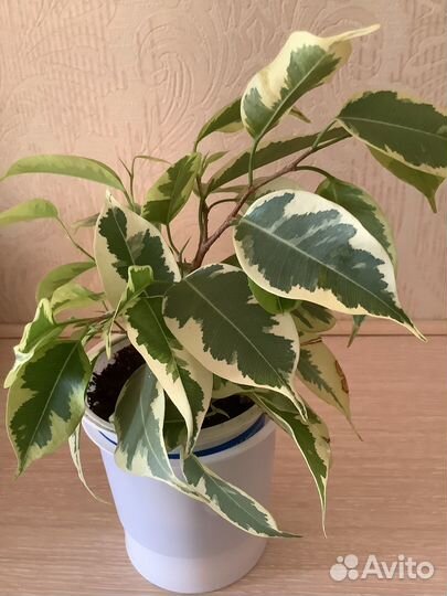 Фикус бенджамина пестролистный