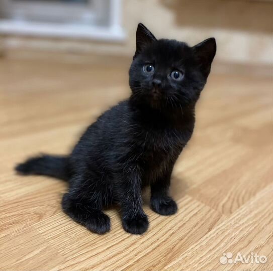 Котята