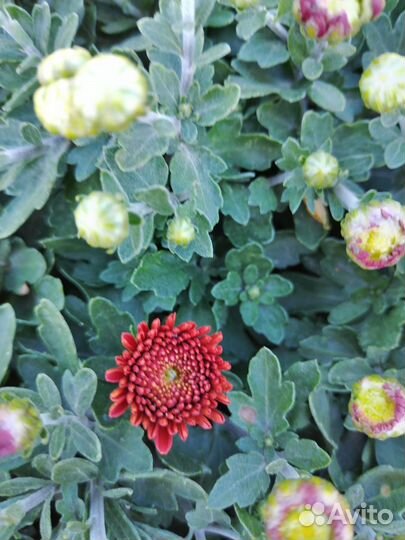 Хризантема мультифлора шаровидная