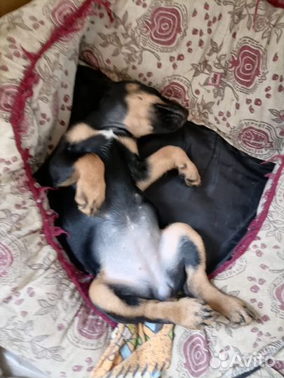 Щенок ягдтерьер охотничий