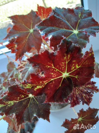 Бегония Клеопатра