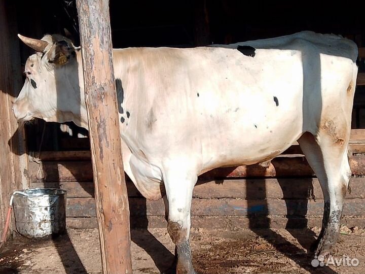 Продам быков на племя