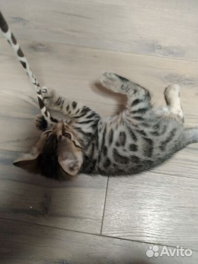 Бенгальский котёнок