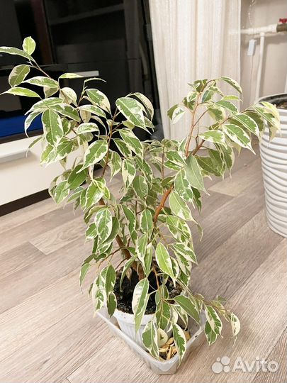 Фикус бенджамина пестролистный