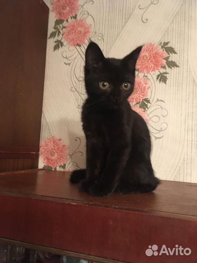 Кошечка 2,5 мес ищет дом