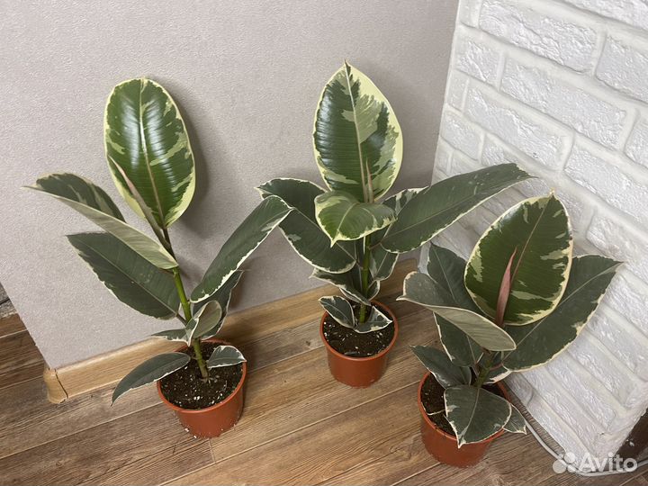 Фикус эластика тинеке комнатные цветы