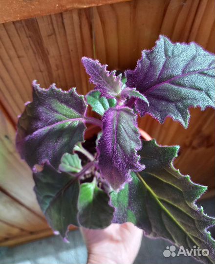 Гинура оранжевая (Синяя птица)