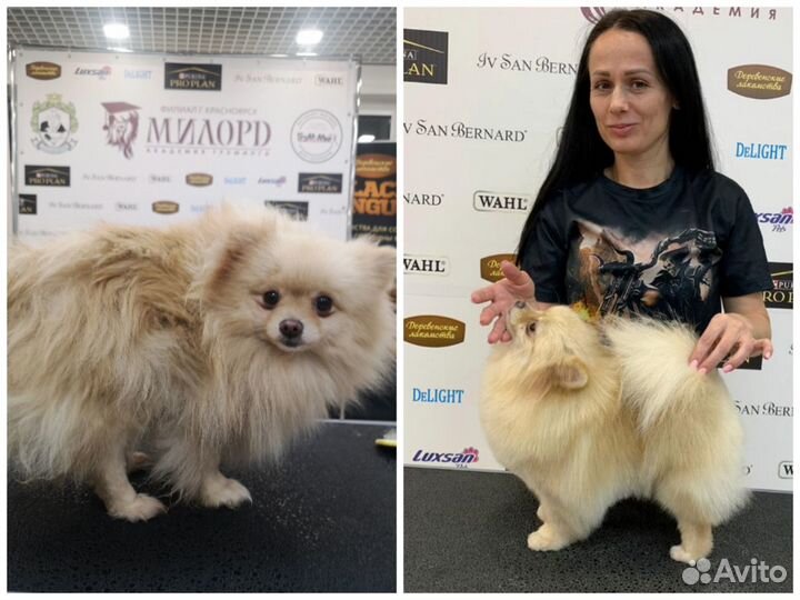 Груминг для шпица