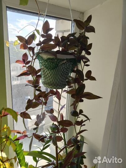 Традесканция зебрина