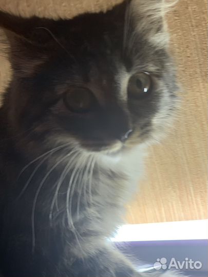 Котенок